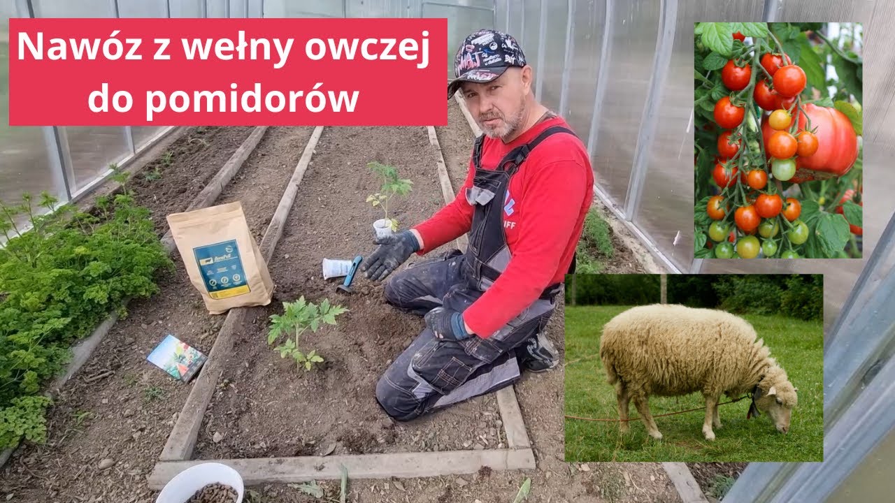 Pierwsze nawożenie pomidorów
