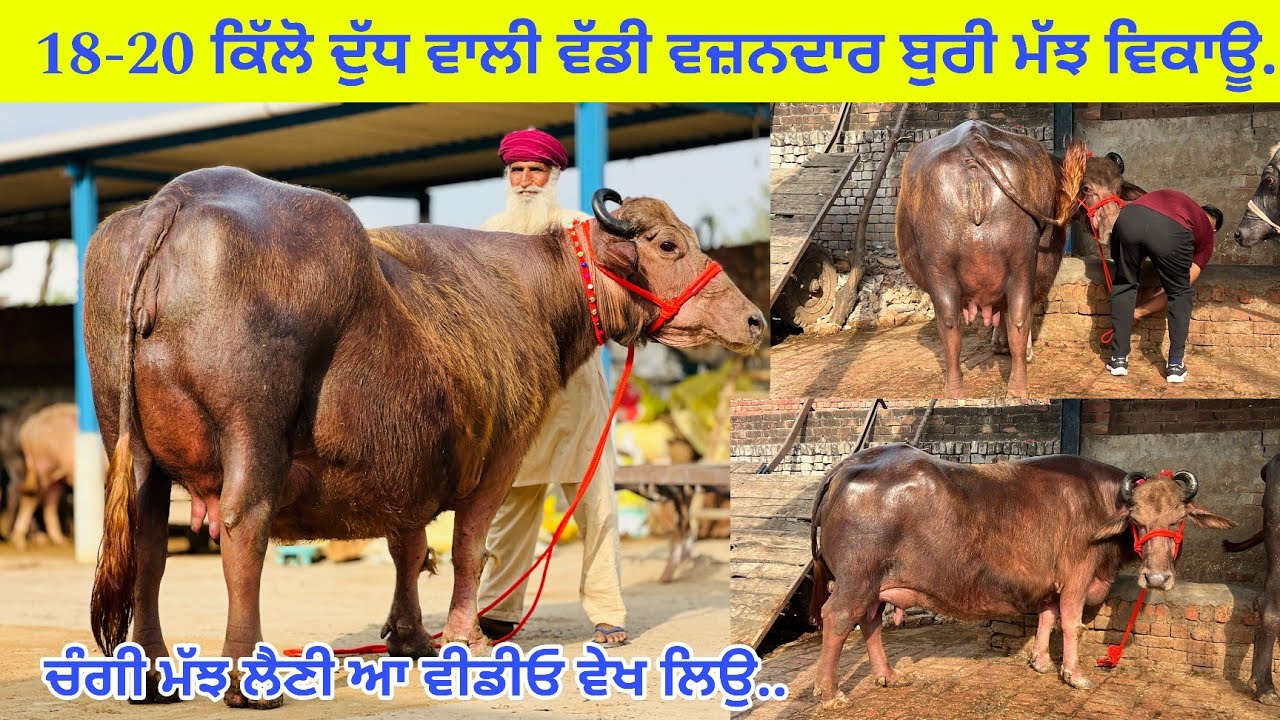 ਬੂਰੀ ਮੱਝ ਫੁੱਲ ਵਜ਼ਨਦਾਰ 20 ਕਿੱਲੋ ਦੁੱਧ ਦਿੱਤਾ ਪਿਛਲੇ ਸੂਏ/ ਮੱਝ ਕਾਹਦੀ ਹਾਥੀ ਆ/ ਪਿੰਡ ਪੱਧਰੀ/ ਤਰਨਤਾਰਨ 