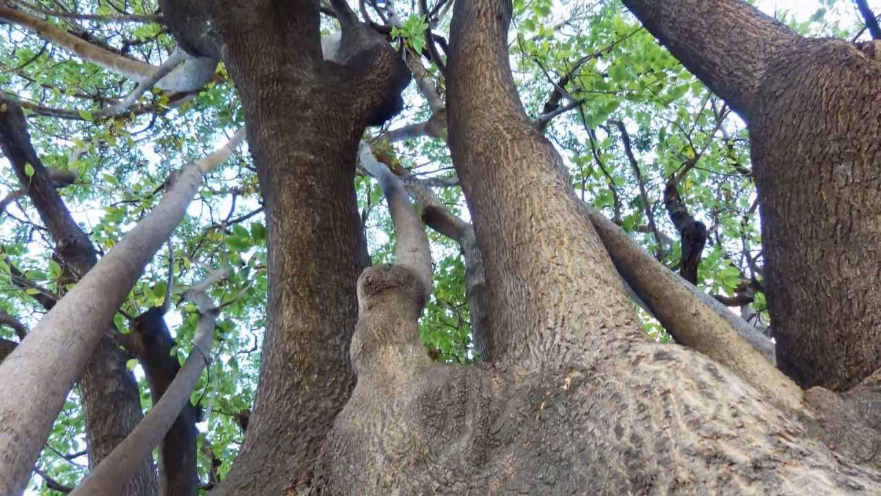 Panasonic Lumix FZ200 - Sample images