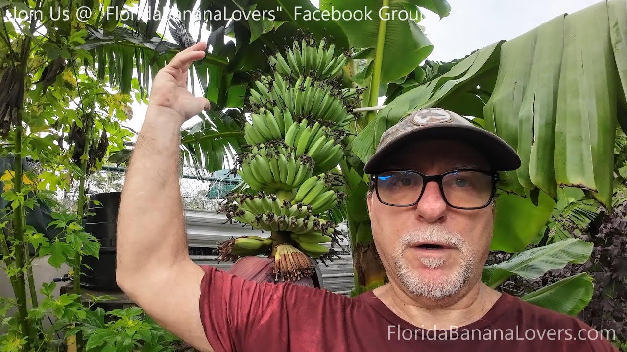 Growing Single Banana Plants vs Clumping Banana Plants.