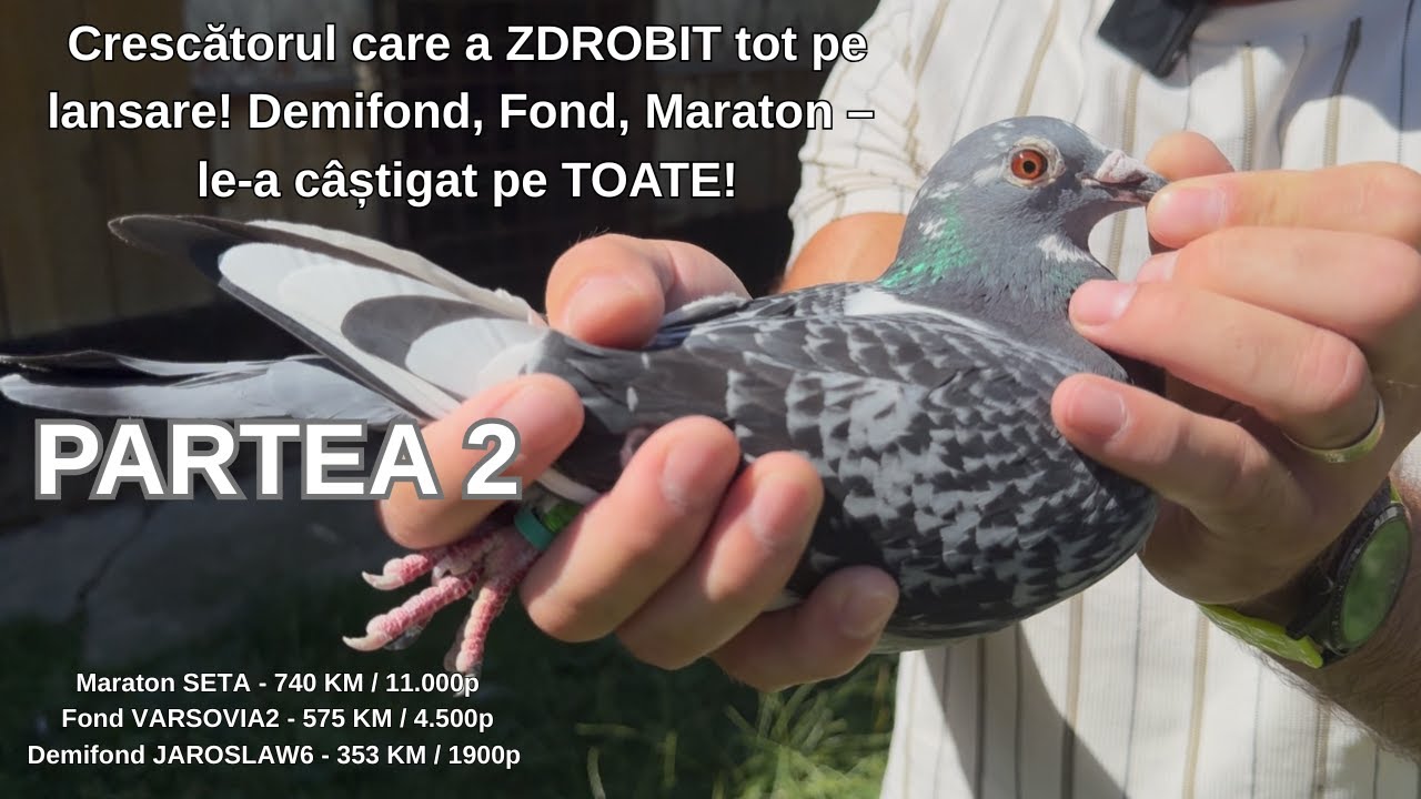 Ce le dă Bahnean Ilie Porumbeilor? De la Hrana pana la Produse - Rezultatele Vorbesc!  (Partea 2)