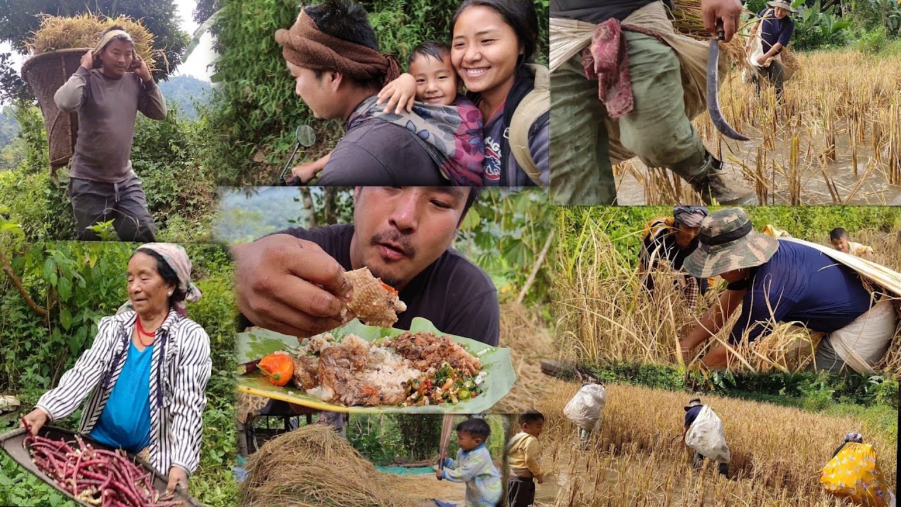 harvesting rice full proces || happiest season for farmers || nagaland farmers || || kents vlog.