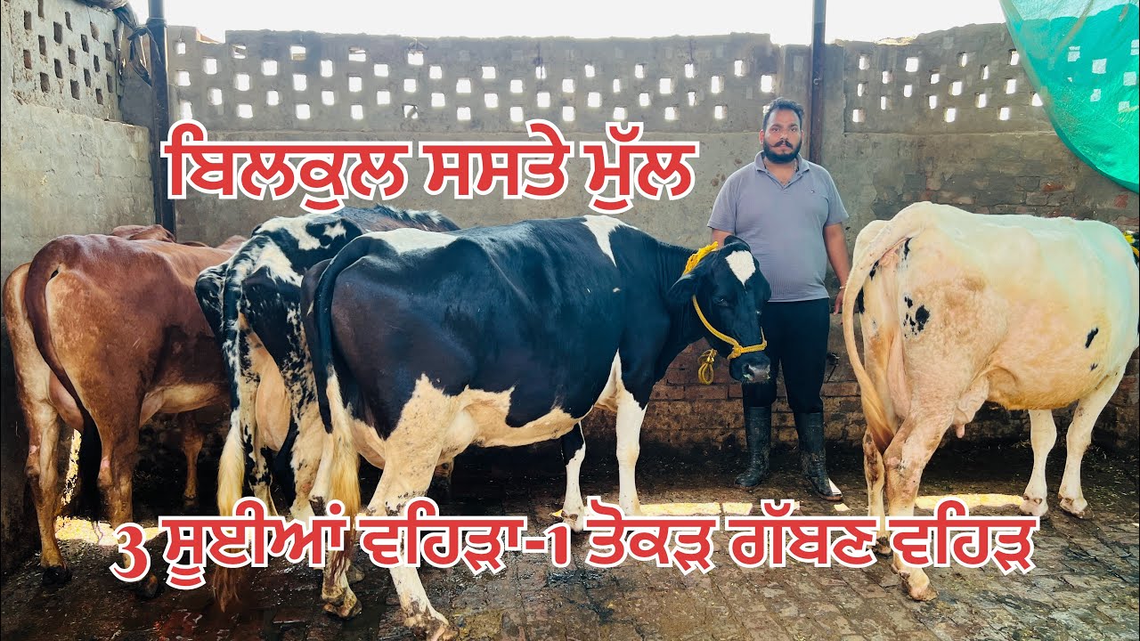 ਬਿਲਕੁਲ ਸਸਤੇ ਮੁੱਲ 🔥3 ਸੂਈਆਂ ਵਹਿੜਾ 🔥1 ਤੋਕੜ-ਗੱਬਣ ਵਹਿੜਾ ਵਿਕਾਊ-4 cow for sale #brardairyfarmmoga 
