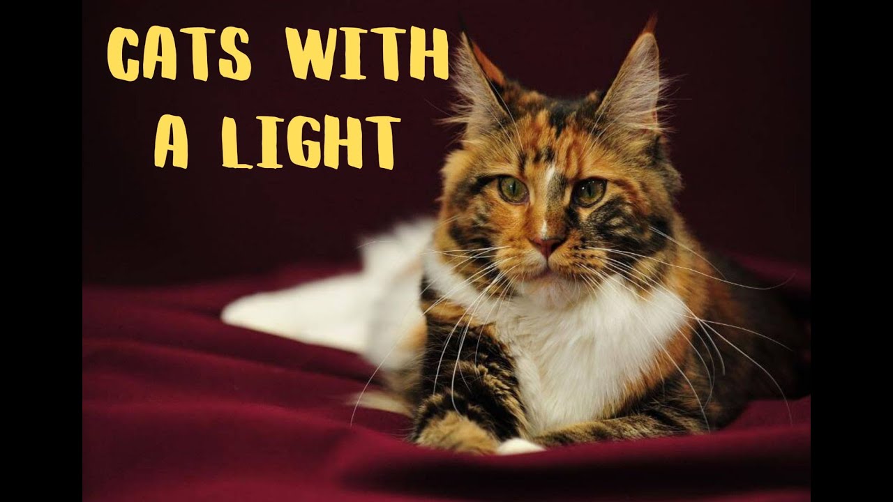 Cats of tortoiseshell color