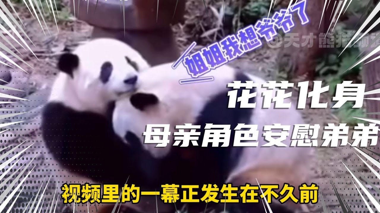 和花和叶双胞胎身份地位却天差地别，人类只独宠花花一只熊猫【八喜娱乐】