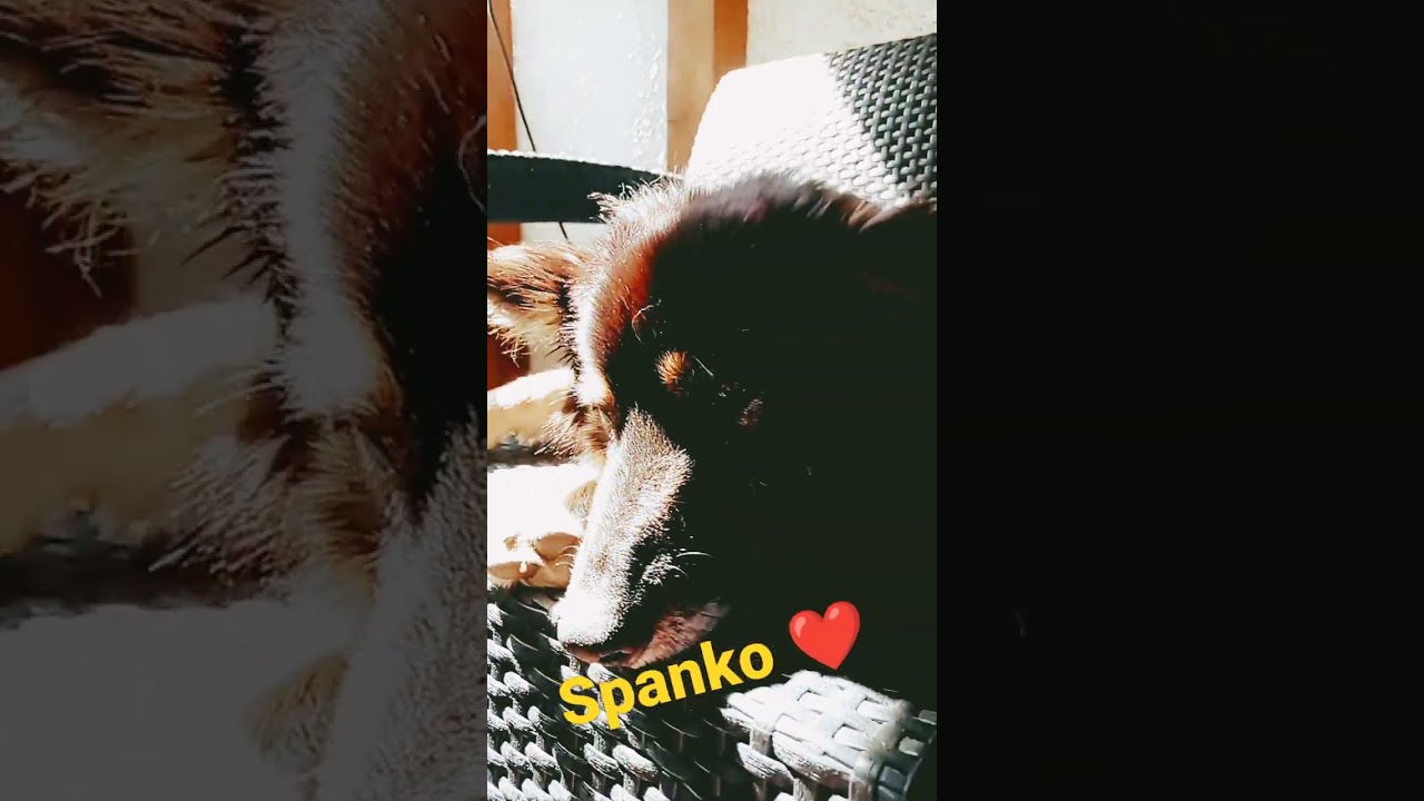 Spanko ❤️❤️ #shorts #psy #spanie #pies #szczęście