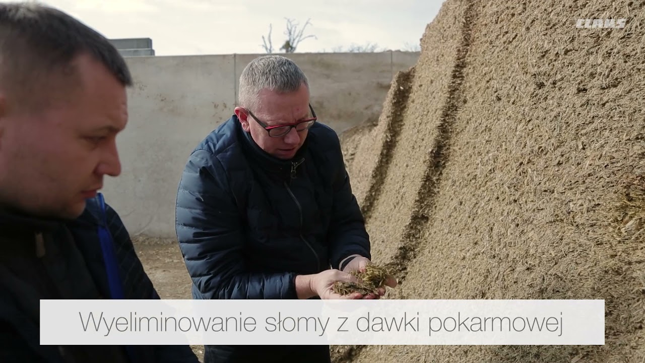 CLAAS JAGUAR 960 SHREDLAGE - Czy zwiększa ilość mleka? My już znamy wyniki!