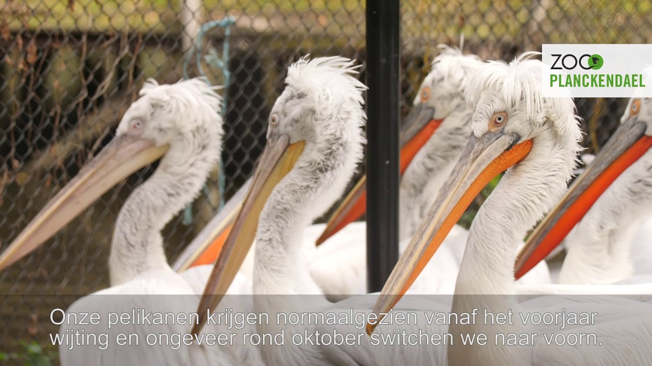 Wintertijd: een speciale periode voor onze pelikanen in ZOO Planckendael