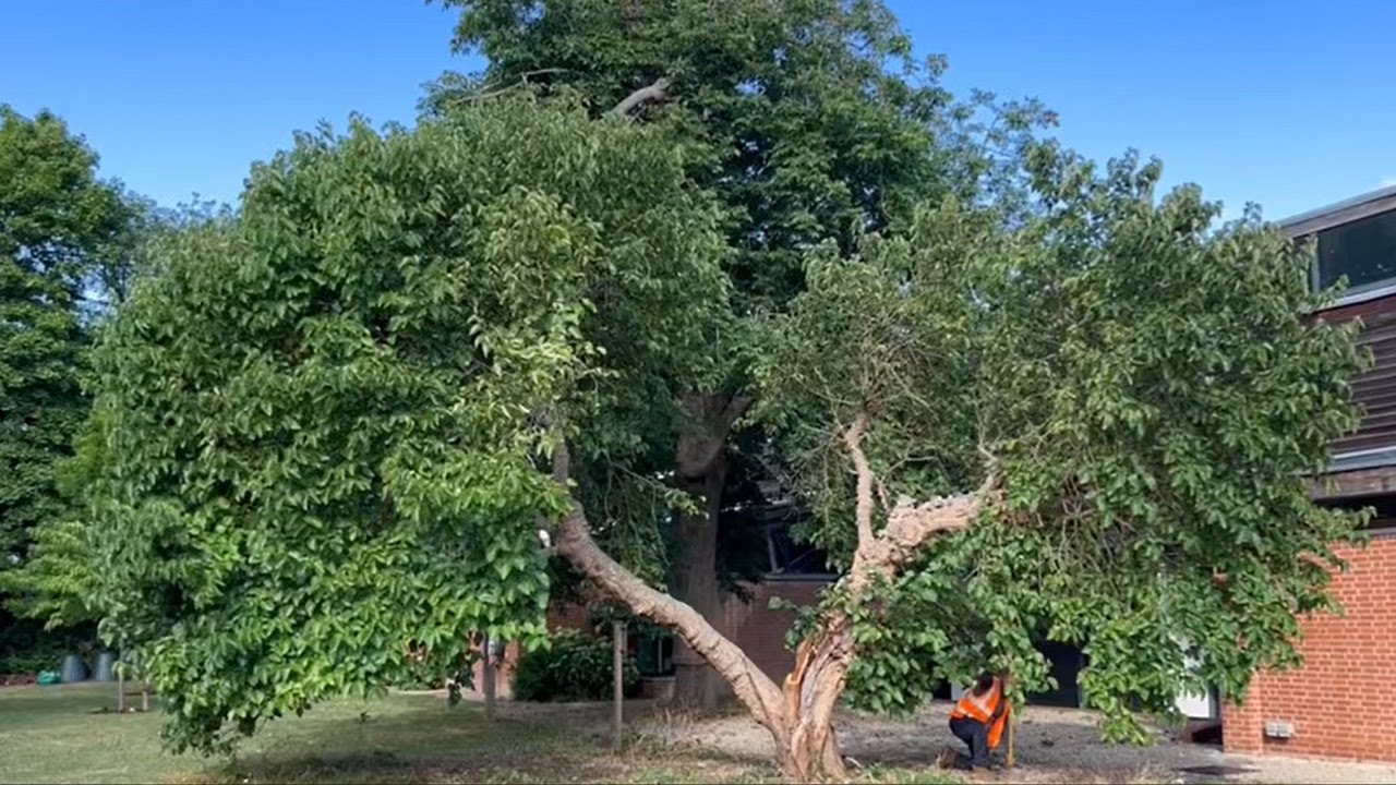 Mulberry Tree Care In Action
