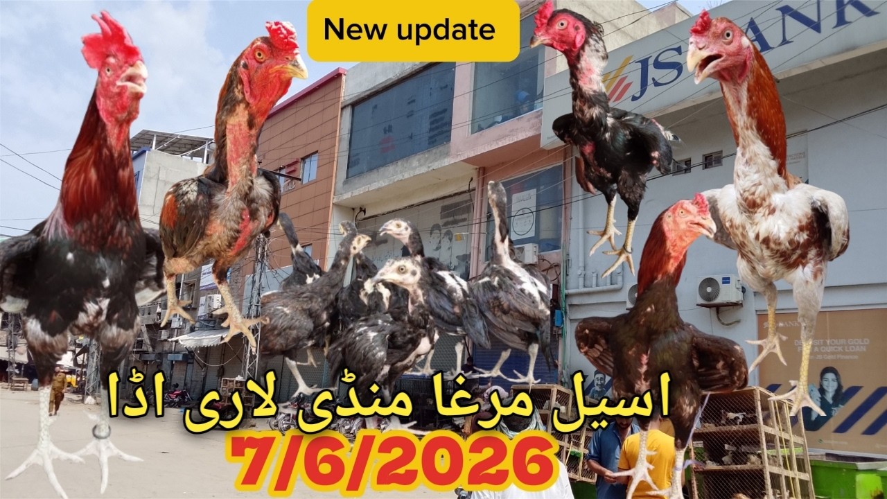 || SUNDAY ASSEL MURGA MANDI || LARI ADDA MURGA mandi ||  LAHORE ASSEL murga MANDI bazaar NEW UPDATE.