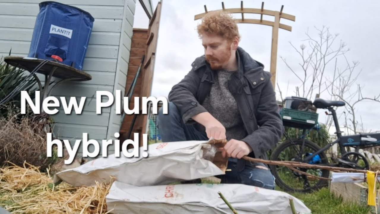 Planting a New Fruit Tree at my Allotment