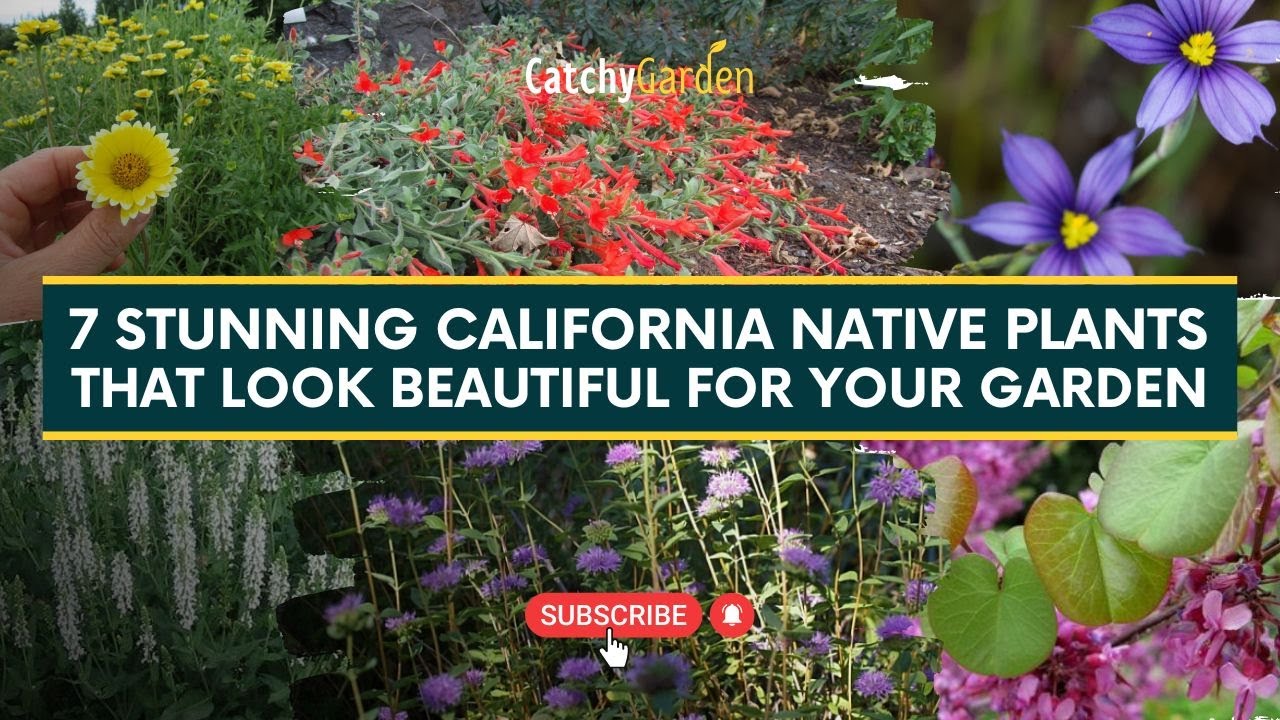 7 Stunning California Native Plants That Look Beautiful for Your Garden 🌻🌷🍃 // Catchy Garden