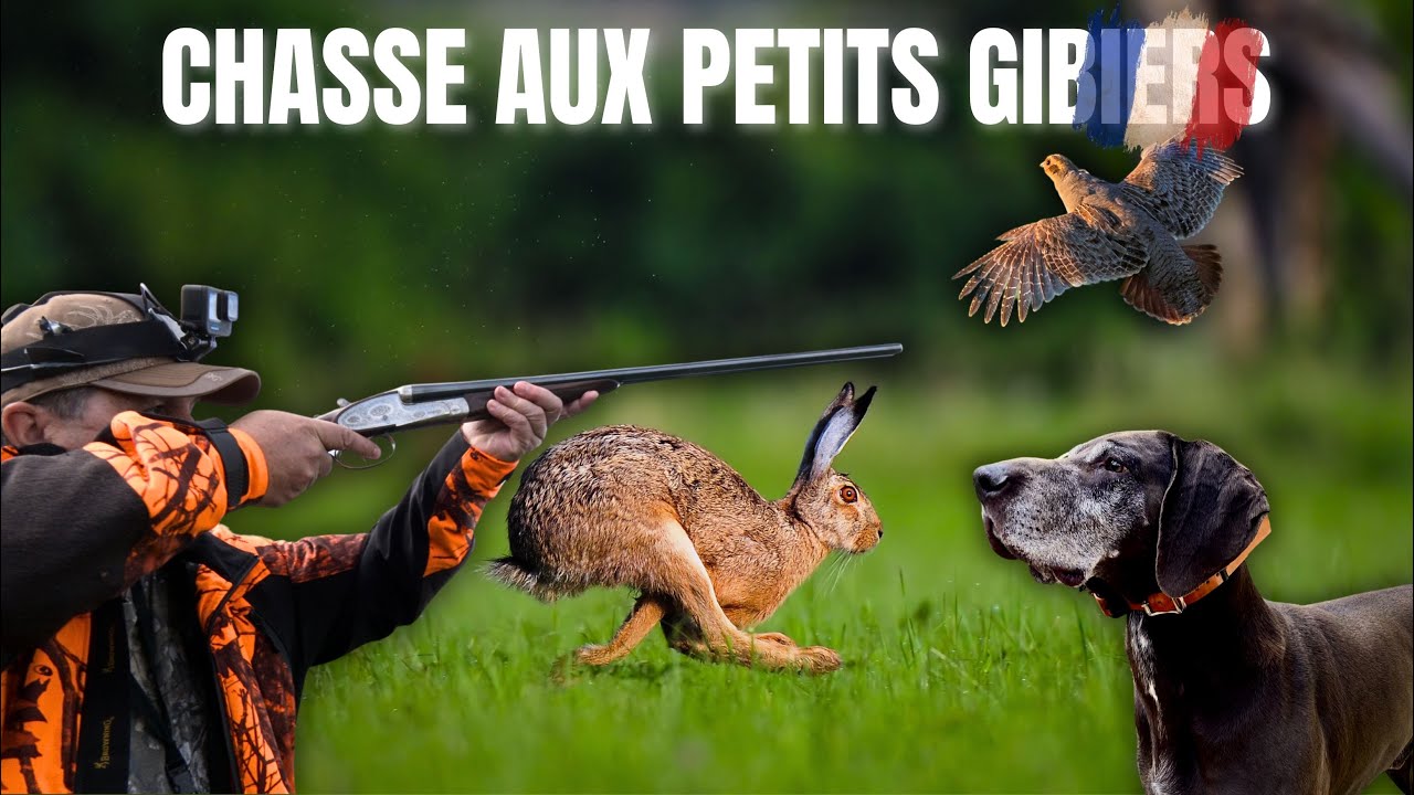 Chasse en plaines - Chiens d'arr&ecirc;ts