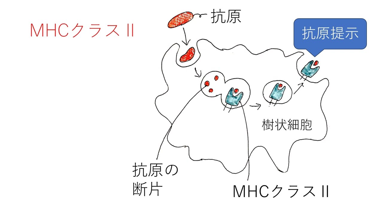 MHCクラスⅠ・クラスⅡ　高校生物基礎発展