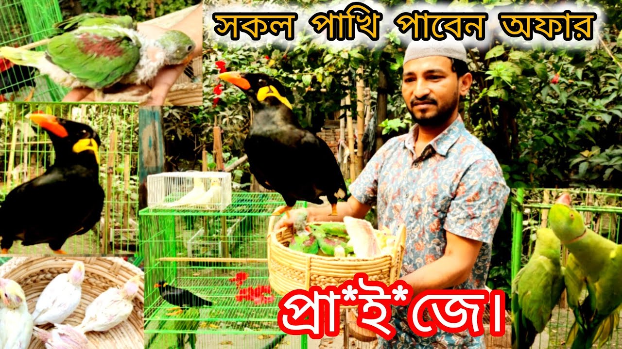 সকল পাখি পাবেন অফার প্রা*ই*জে। কোকাটেল পাখি। চন্দনা পাখির বা*চ্চা। রানিং সবুজ টিয়া। ডিমসহ বাজরিগার। 