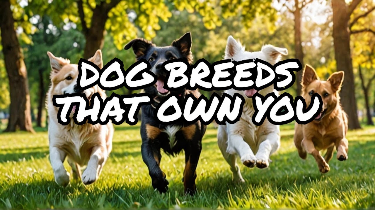 The Best Dog Breeds for Emotional Support (Companionship) 🐶❤️