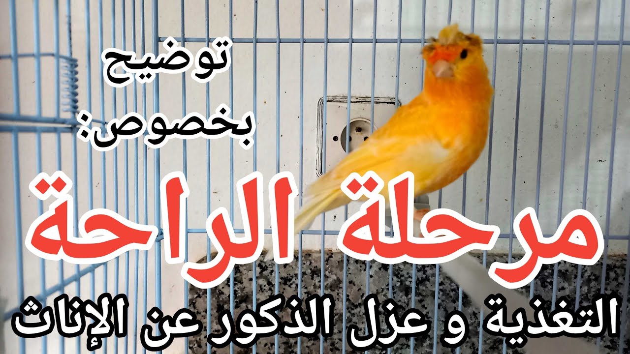 مرحلة الراحة عند الكناري (توضيح في موضوع تغذية الكناري و عزل الاناث عن الذكور)