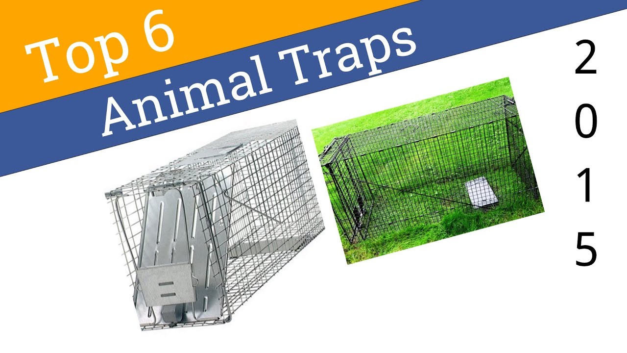 6 Best Animal Traps 2015