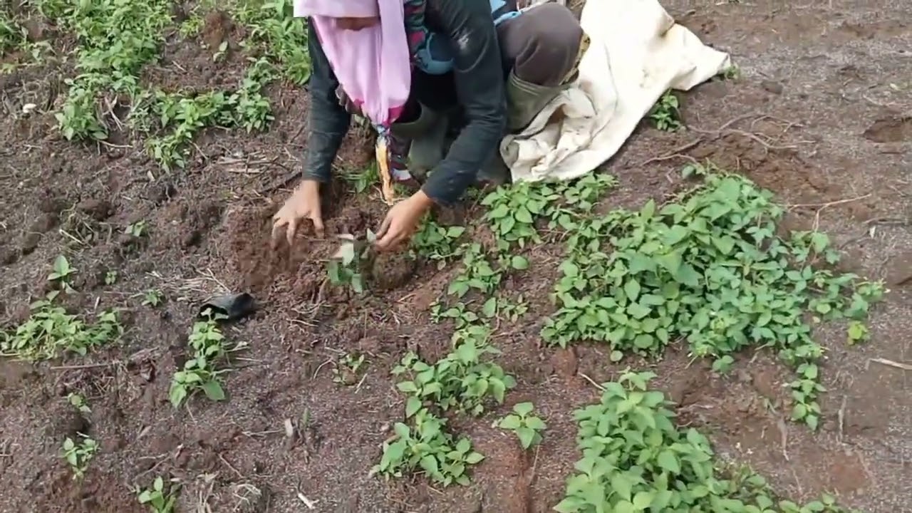 Menanam Kacangan Mucuna dari Biji di Kebun Sawit !