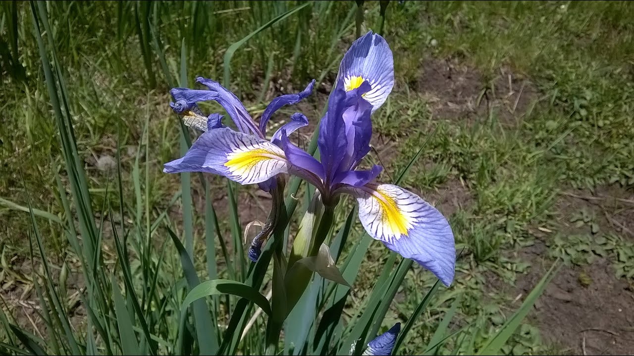 San Pedro Parks Wilderness, Santa Fe National Forest Slide Show