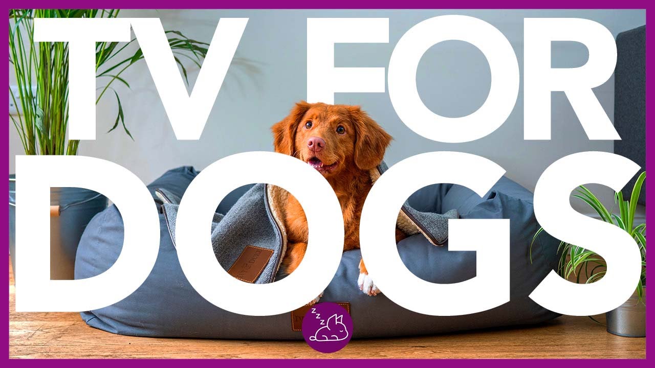 EXTRA-LONG DOG TV - All Day Entertainment Video for Dogs (20 HOURS)