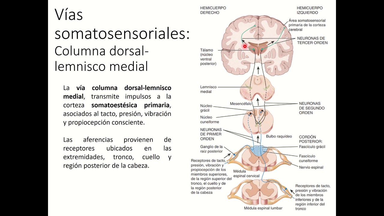 V&iacute;a Somatosensitiva: Columna dorsal /lemnisco medial