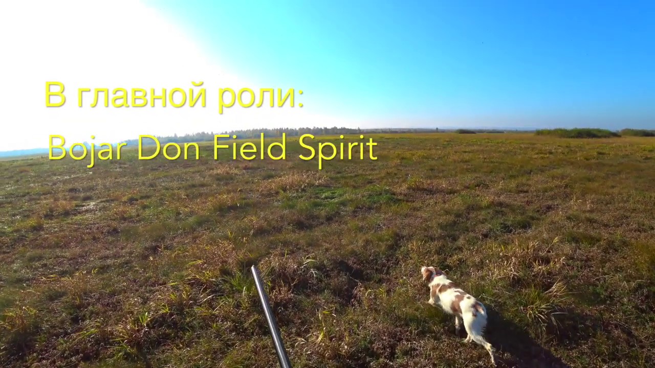 Охота с легавой Эпаньол Бретон. Бекас. Октябрь 2018 г. Беларусь. Часть 1.