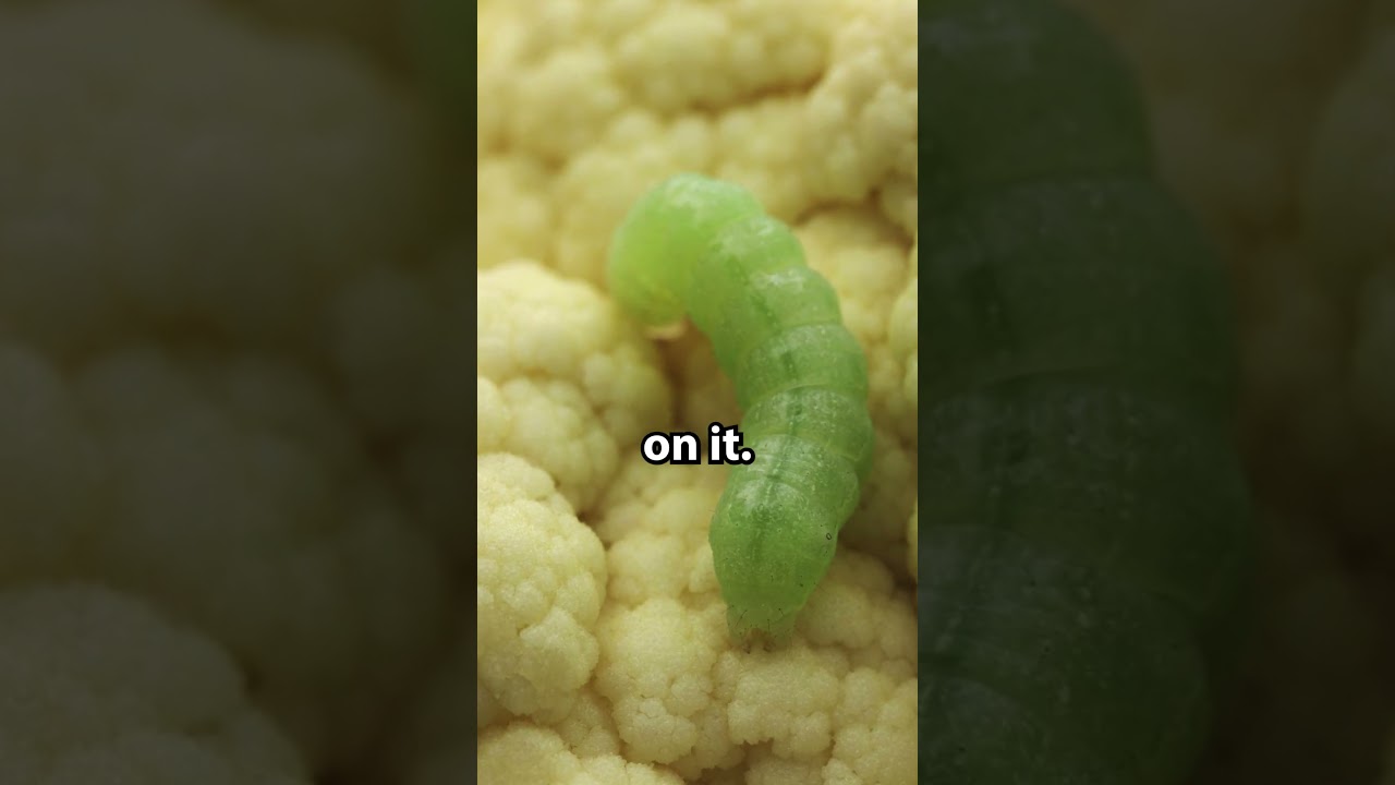 Top 3 Hardest Plants To Grow