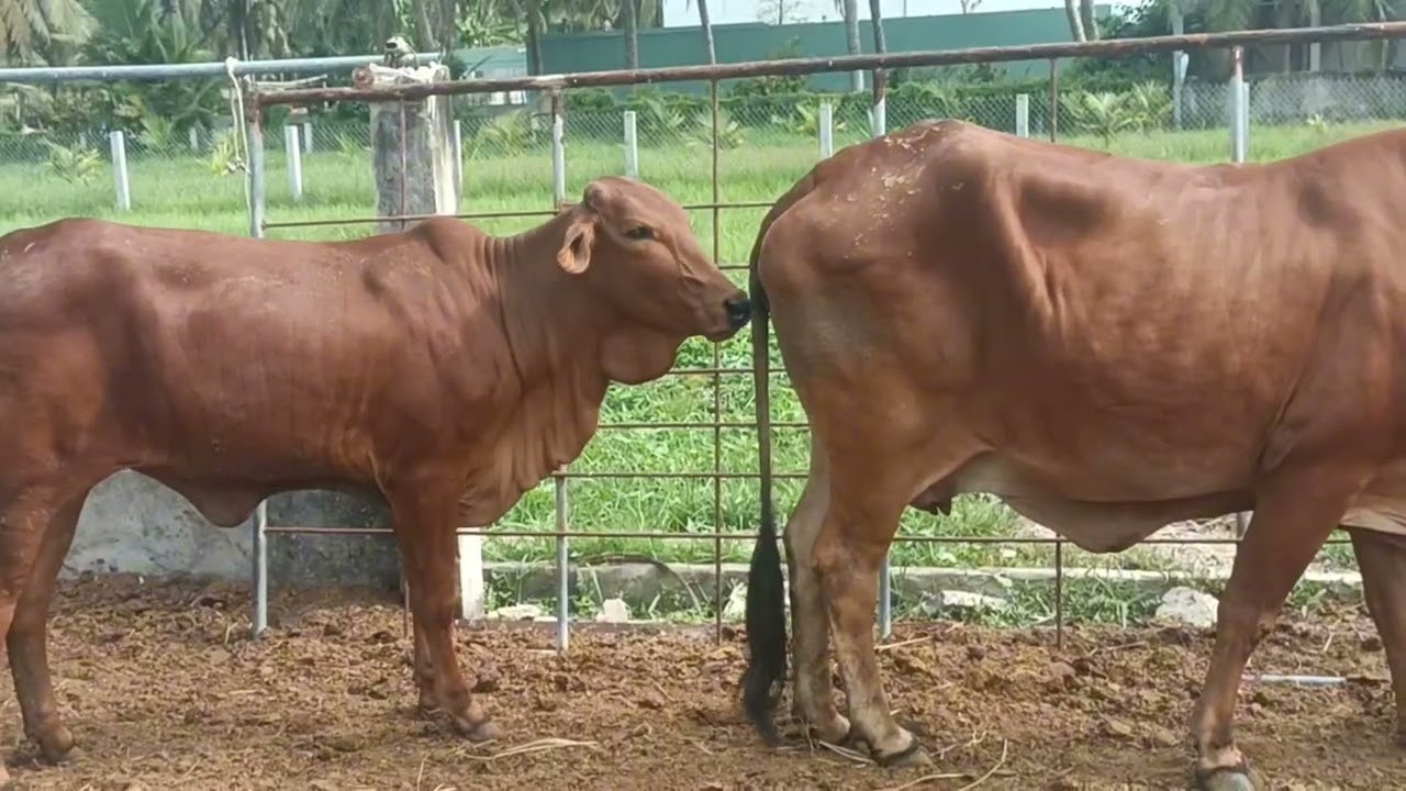 12 tháng 3 tiếp tục đỏi bò về Bình Đại 0984471687