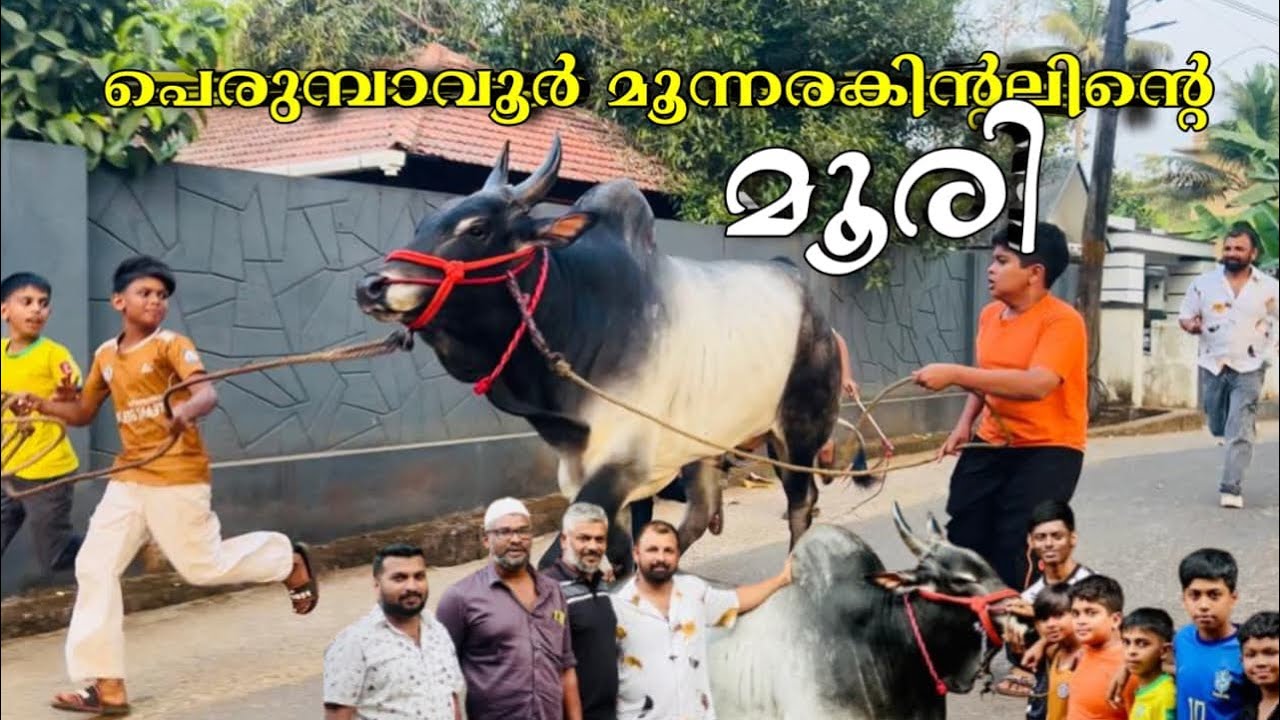 പെരുമ്പാവൂർ മൂന്നരകിന്റലിന്റെ കാള bull 
