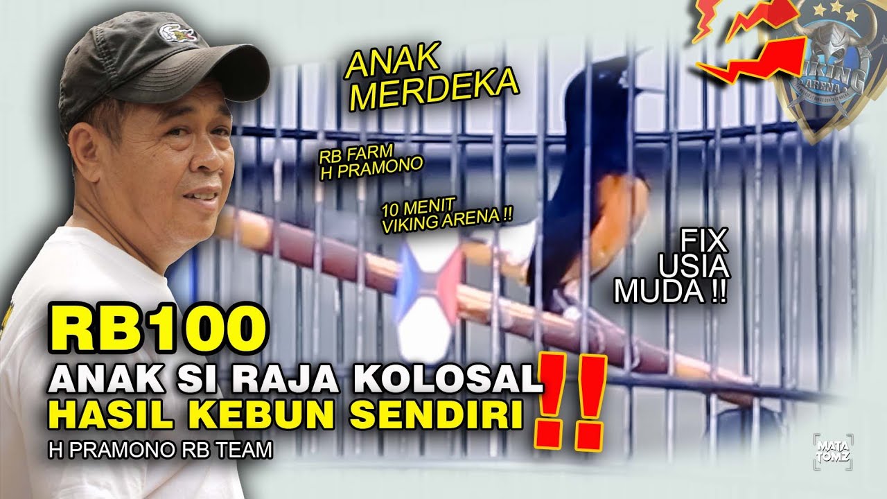TERNAKAN SENDIRI MAMPU 10 MENIT TEMPUR DI VIKING ARENA | RB100 H PRAMONO RB TEAM | BAPA AINK