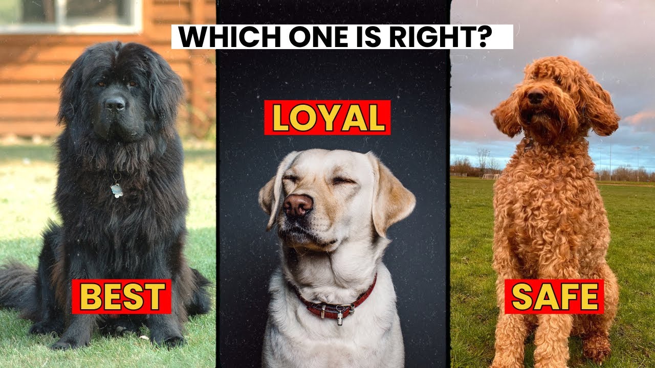 9 Best Family Friendly Dogs. Which one is Right for you?