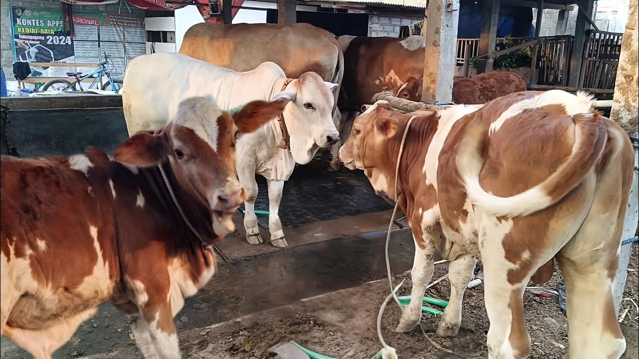 Bakalan BREEDING SAPI JUMBO, PEDET