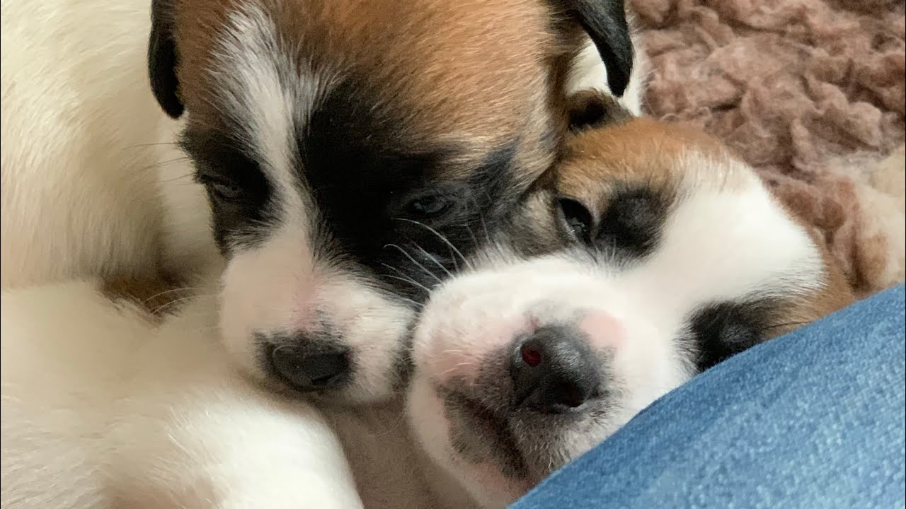 Chiots Jack Russell _ période 3-4 semaines