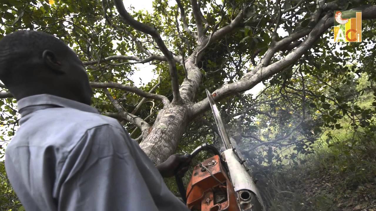 Trailer - African Cashew initiative (ACi)