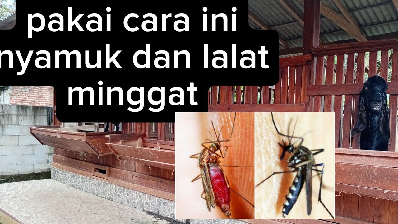 Cara ngusir lalat dan nyamuk#goatfarming#farm#etawa#jawarandu