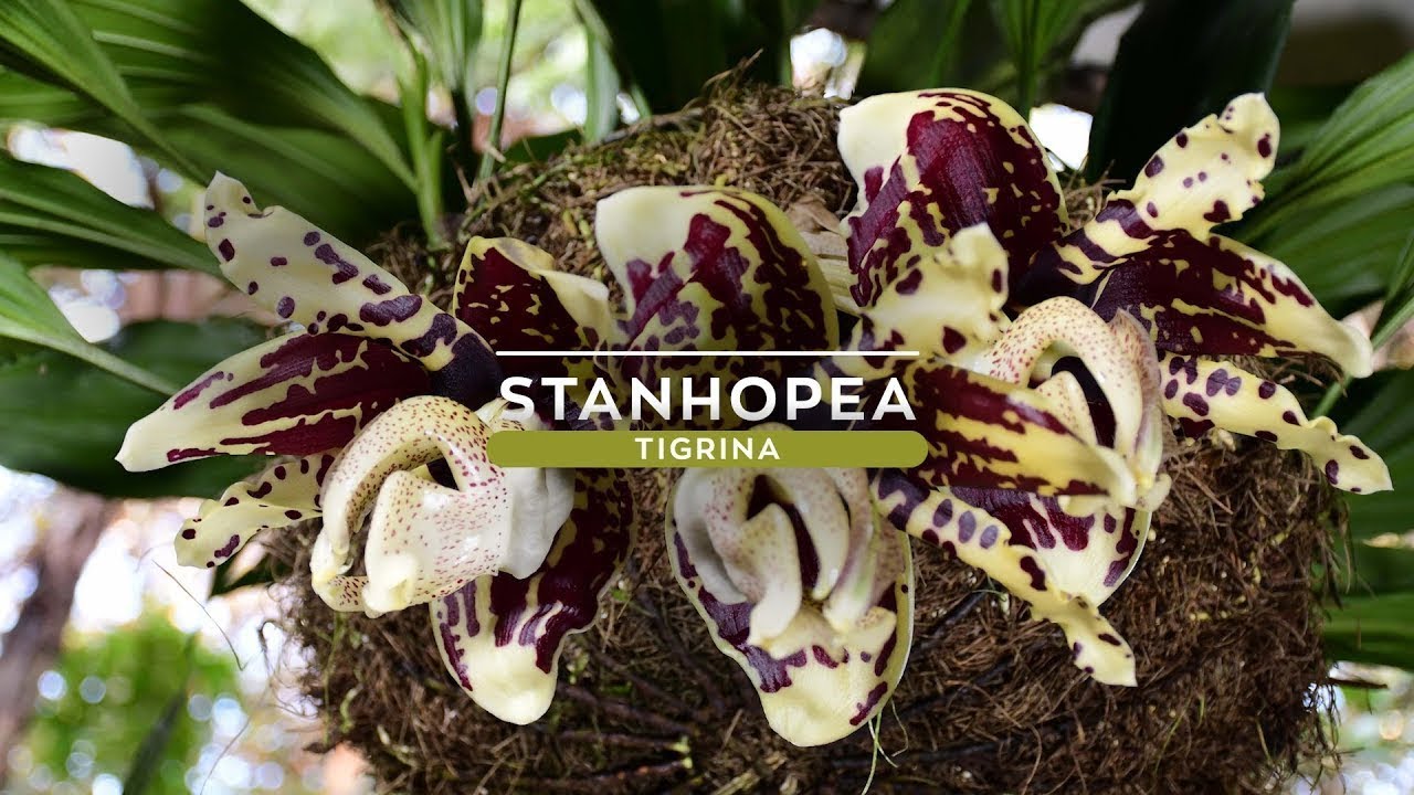 Orquídea Stanhopea tigrina