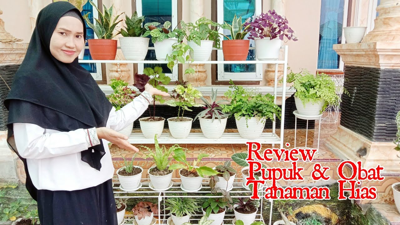 Review pupuk dan obat tanaman hias | Tanaman hias subur dan bebas hama
