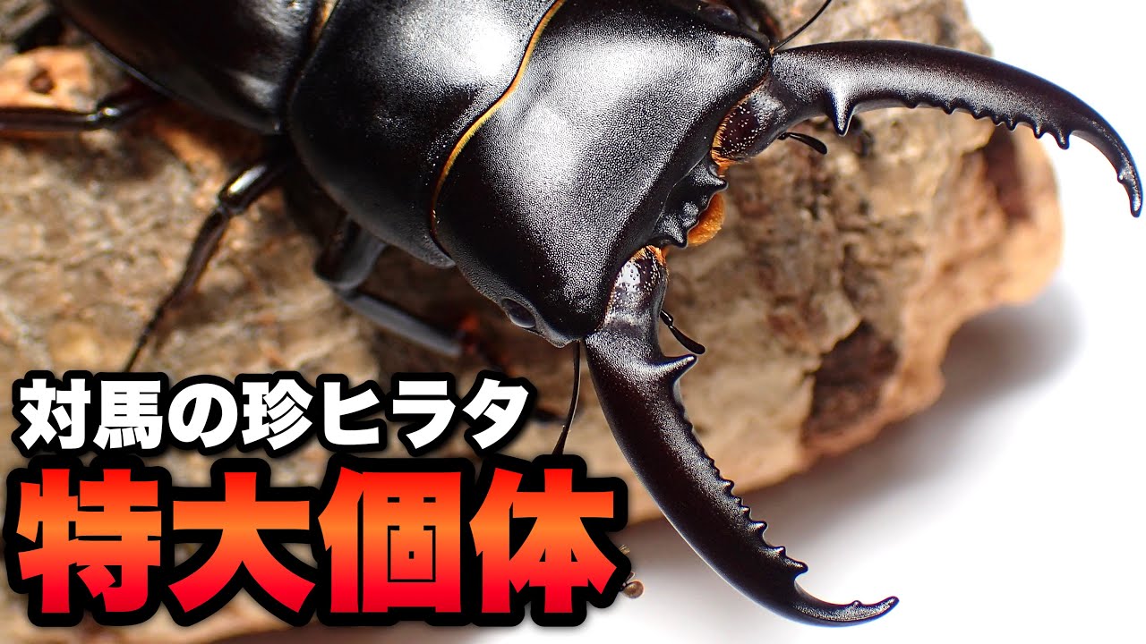 対馬の激レアなヒラタクワガタ 特大個体を使って交尾〜産卵方法まで解説【クワガタ飼育】