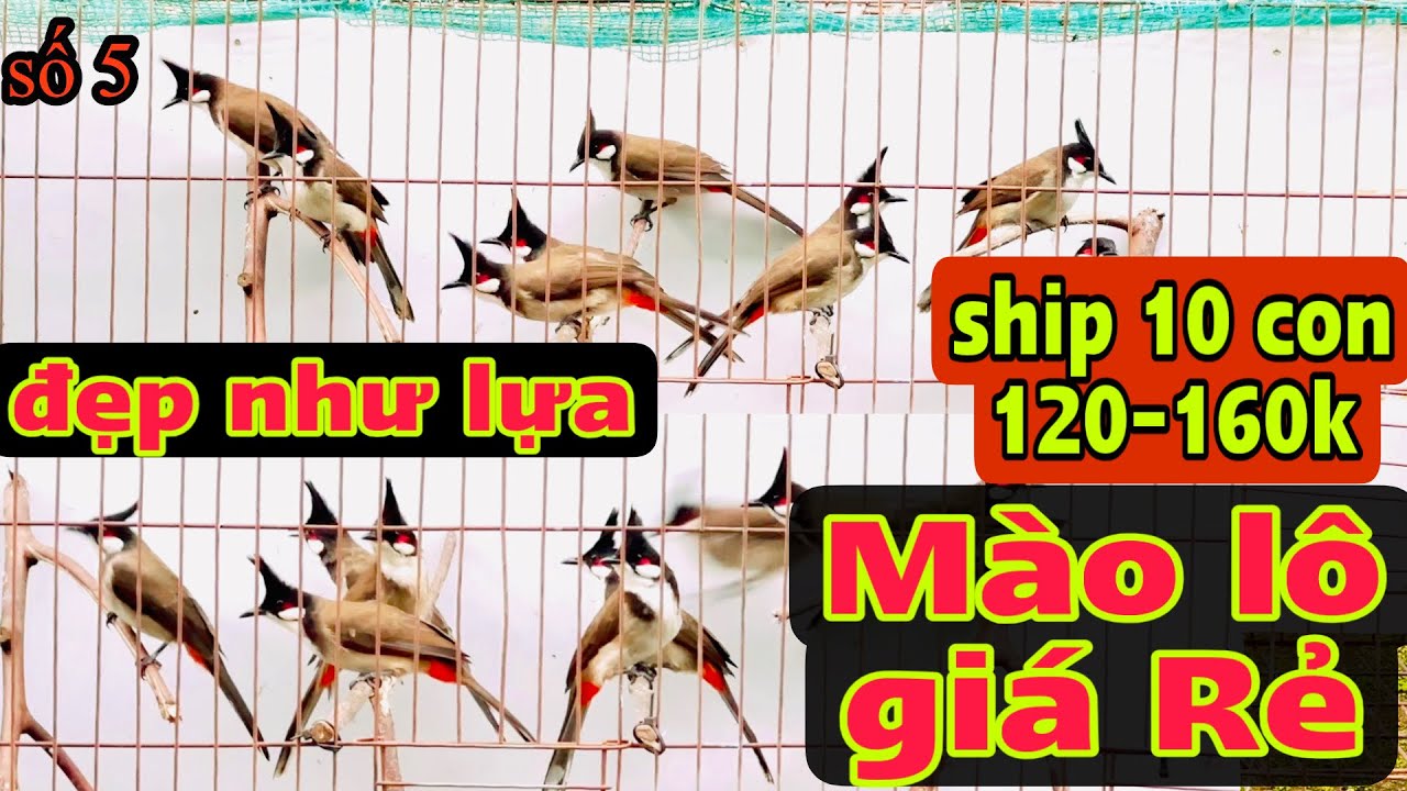 Mào lô đã có lại rồi ae nhé✅ 8 lô bữa nay quá đều đẹp - Giá Đẹp . Ae nhanh tay ạh🔥🔥🔥