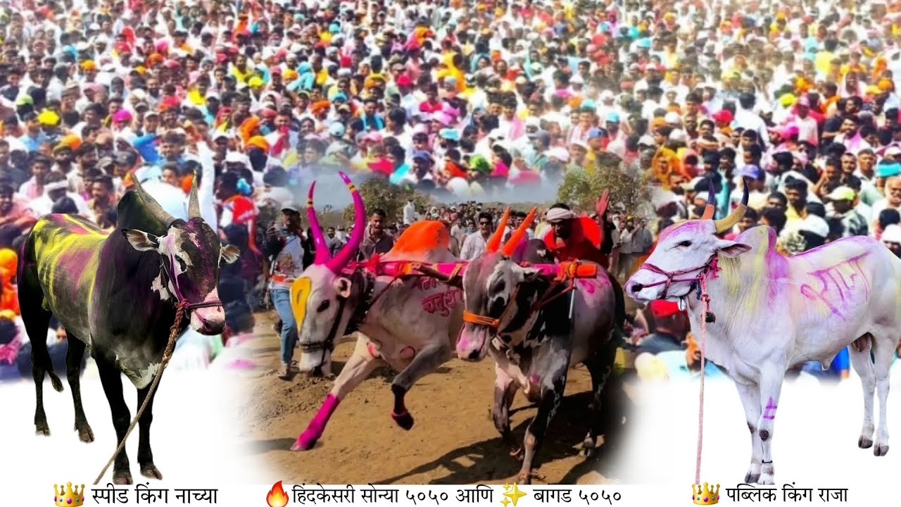 MUMBAI चे नंदी मैदानावर 🏙️ Nashik चा LP vs बागड  🔥मोठी बिनजोड शर्यत PUBLIC RADA @गन्नाकाफन्ना #शर्यत
