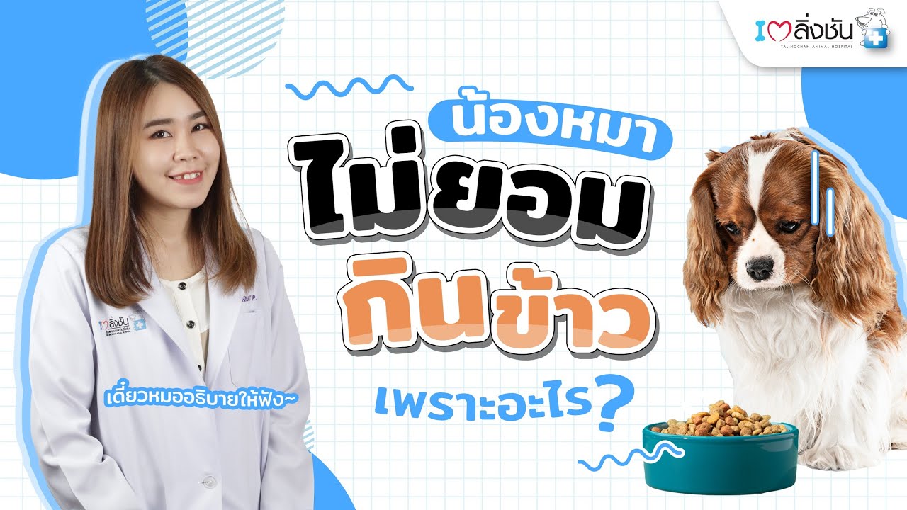 น้องหมาไม่ยอมกินข้าวเพราะอะไร? | talingchanpet