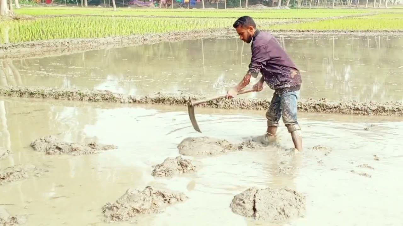 বাধ্য হয়ে রাতেও ধানের চারা তুলতে হচ্ছে,,,