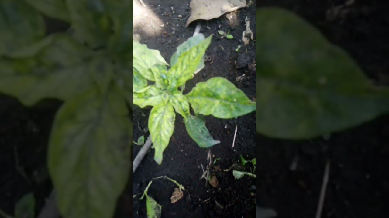 Bukan Hanya Ulat, Tikus Mati, Dan Bule Cabe Pun Sembuh, PESTI MULTI MAROLIS