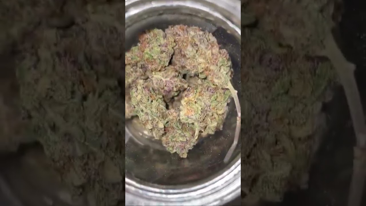 Papaya Cookies Auto | Fast Buds | bln botanix IG