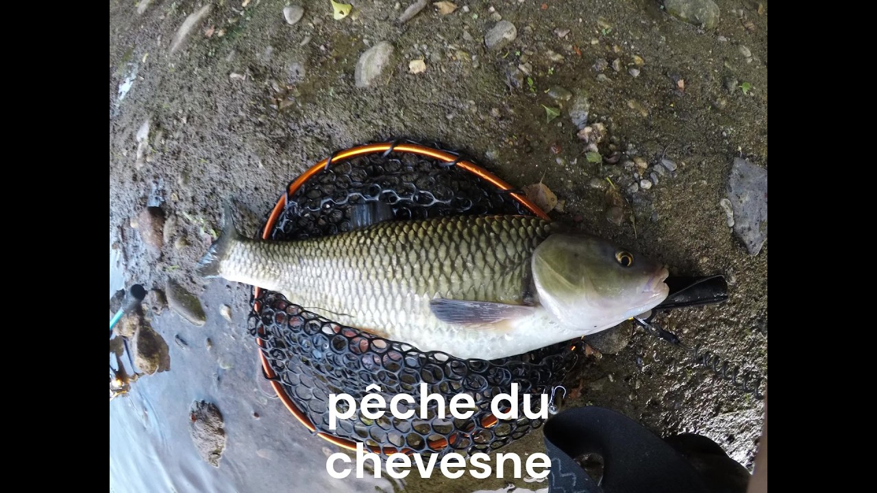 pêche du chevesne