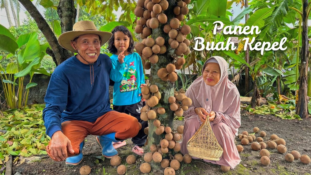 Panen Buah Kepel di Kebun Kampung | Masak Ayam Tepung, Tumis Kangkung, dan Sambal Lalapan