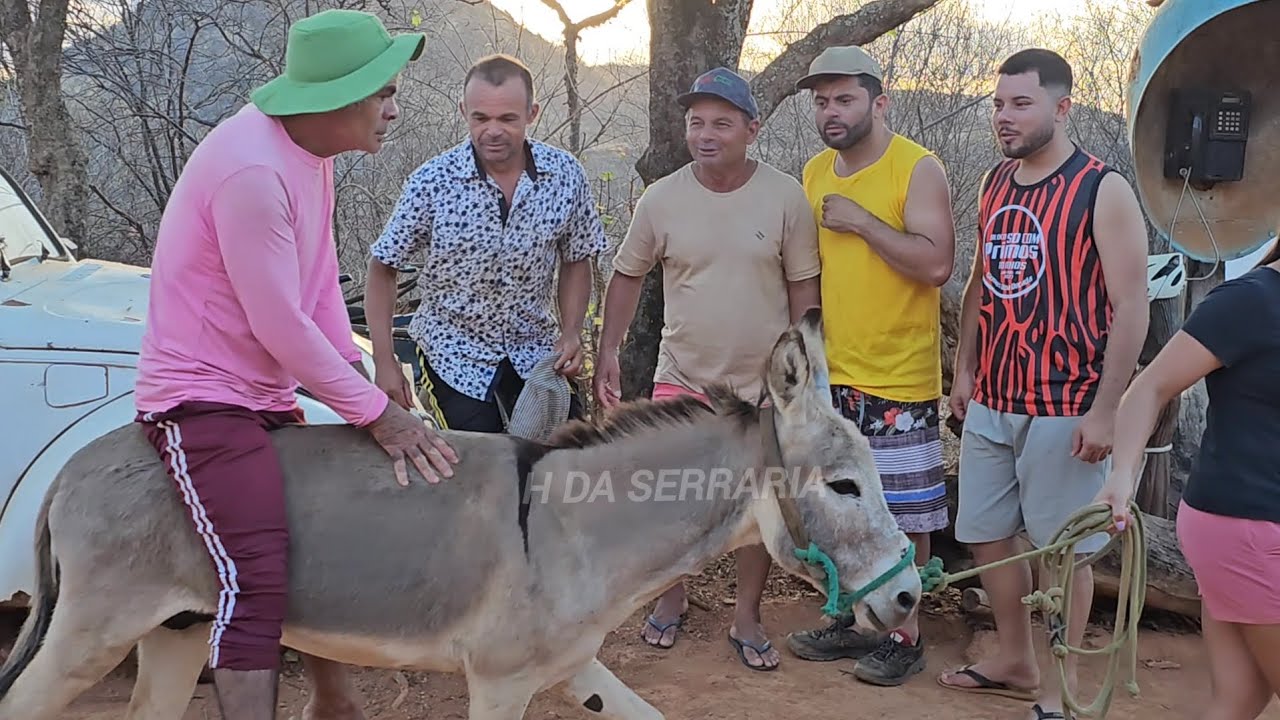 Seu antonio monta num jegue pela primeira vez #comedia #viralvideo #video #humor 