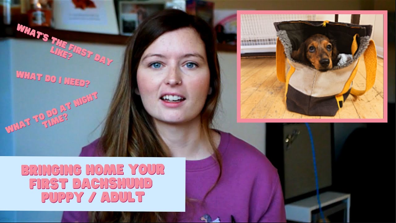 Bringing your new Dachshund puppy or adult home | Miniature Dachshund UK