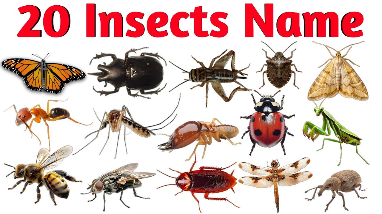कीड़ों के नाम अंग्रेजी और हिंदी में | 20 Insects Names with Information